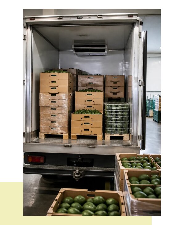 Перевозка авокадо в Анапу с соблюдением температурного режима